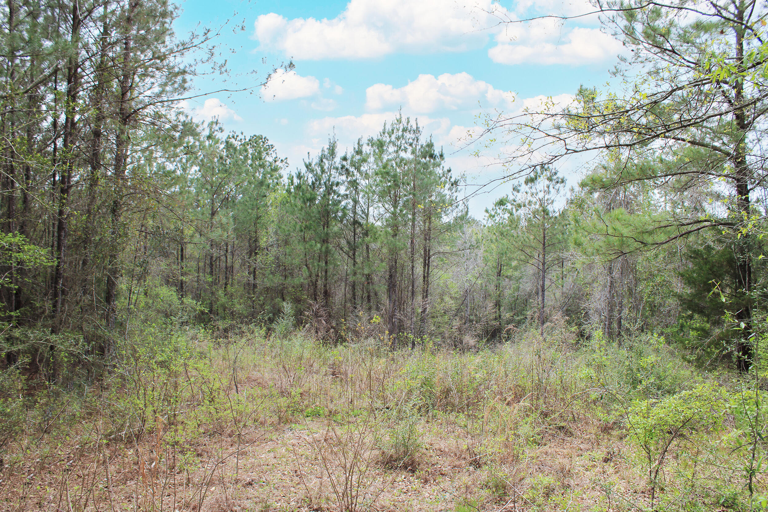 000 Burger Rd Petal, MS 39465